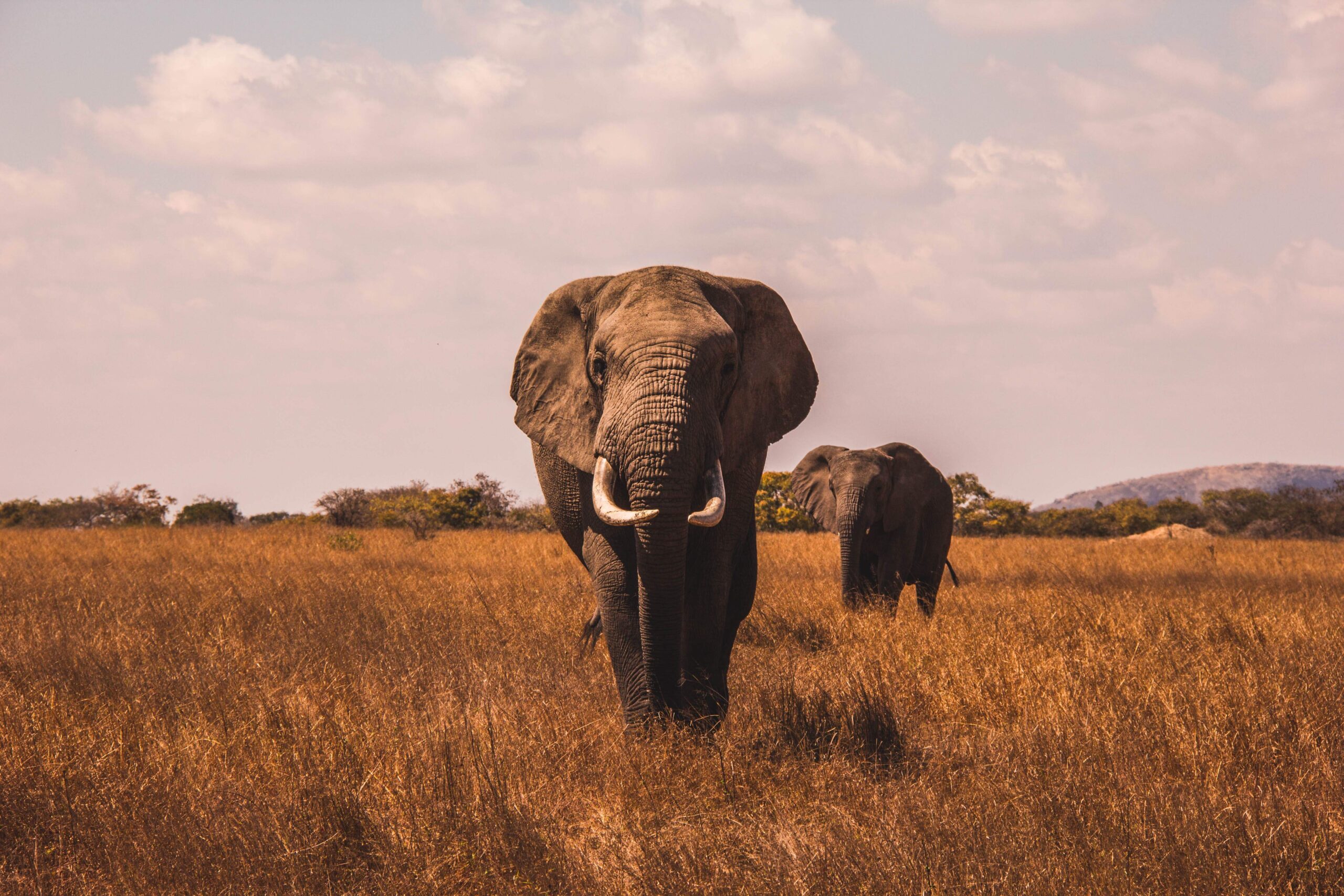 Tokenizing a real world elephant is now a thing 🐘