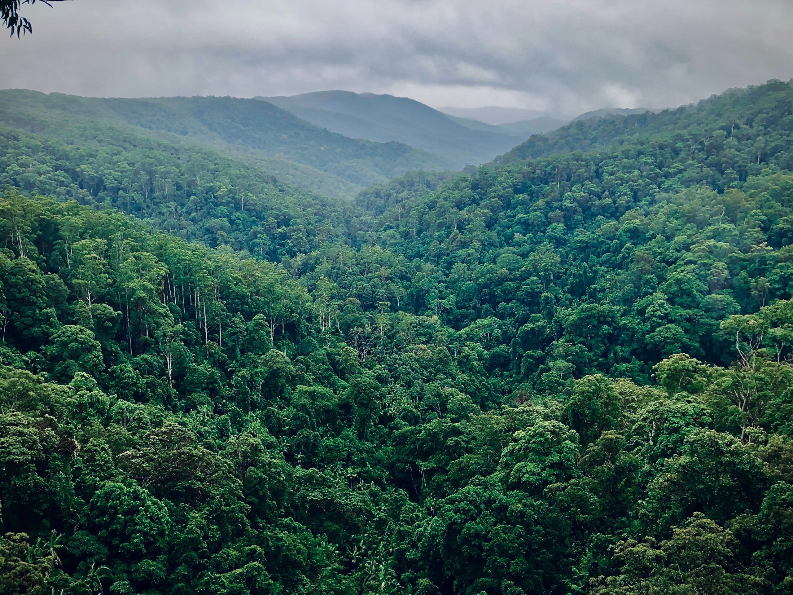 Polygon Network achieves carbon neutrality 🌳, Coinbase continues Brazilian expansion 🌎